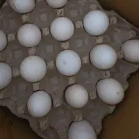 تخم مرغ تک زرده /دوزرده