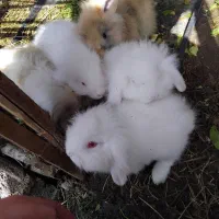 بچه خرگوش لپی