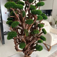 درخت جاودان|گل و گیاه طبیعی|رشت, رودبارتان|دیوار