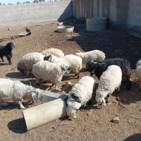 بره نر وطنی