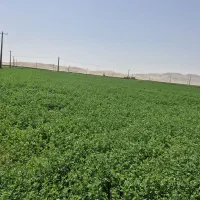 فروش یونجه با بهترین کیفیت کیلوی ۲۷۰۰۰ ت