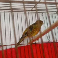 قناری ماده تن نخورده سوخته