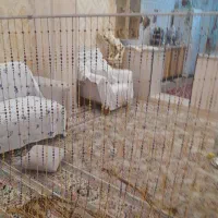 پرده تزیینی