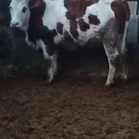 گاو سمینال پنج ماه ابستن