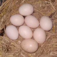 تخم مرغ محلی