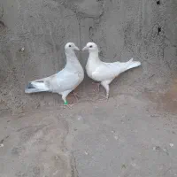 فروش سه تا جوجه سار رو زاغ دم  سفید کاکلی