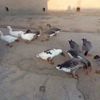 غاز محلی