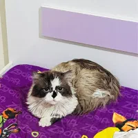 گربه رگدال آمریکایی مو فرفری