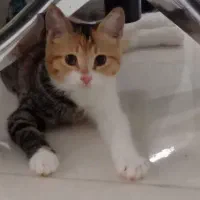 واگذاری بچه گربه وگربه