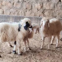 بره نر باب پروار