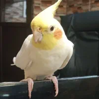 طوطی عروس نر رام دستی سخنگو