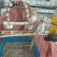 یک جفت عروس هلندی|پرنده|اشتهارد, |دیوار