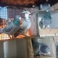 جفت آلمانی|پرنده|فردوس (خراسان), |دیوار