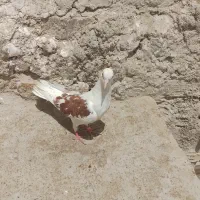 کبوتر