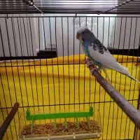 مرغ عشق آماده|پرنده|ابهر, |دیوار