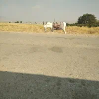 الاغ نر