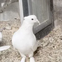 کورچین|پرنده|خرمدره, |دیوار