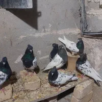 کبوتر کله سیاه