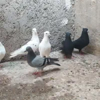 کبوتر سفید و سیاه|پرنده|خورموج, |دیوار