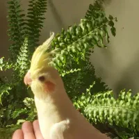 جوجه عروس هلندی