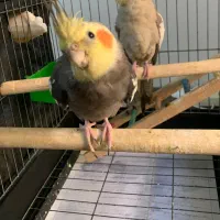 جفت مولد عروس هلندی