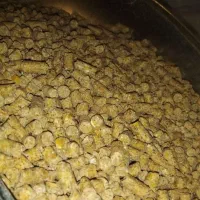 دان ویژه مرغ تخم گذار/نیمچه گلپایگانی اصلاح نژاد