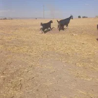 بز بزغاله