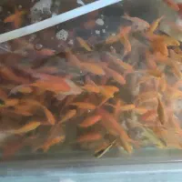 ماهی قرمز .طعمه.|ماهی|مبارکه, |دیوار