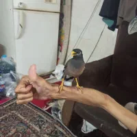 مینا|پرنده|شیراز, فخرآباد (دروازه کازرون)|دیوار