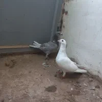 کلاغ . قورگی . دم|پرنده|مشهد, عامل|دیوار