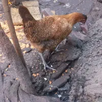 مرغ و خروس محلی تپلو|حیوانات مزرعه|کیاشهر, |دیوار