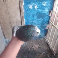 کفتر پرشی|پرنده|دماوند, دماوند|دیوار