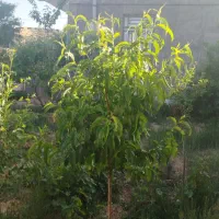 باغ ویلا|فروش خانه و ویلا|ضیاء آباد, |دیوار