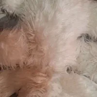 عروسک پولیشی و نمدی|اسباب‌بازی بچه|بابلسر, |دیوار