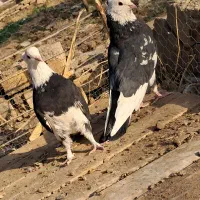 یک جفت نرماده ابلغ