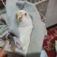 مرغ عشق ماده آلبینو کمیاب