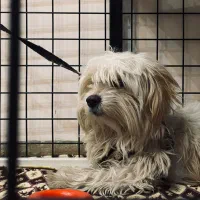 شیتزو|سگ|کرمان, |دیوار