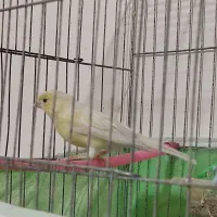 قناری نر بخوان
