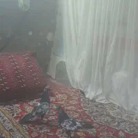 کفتر ها جوانه کفتر هستند نر ماده هستند
