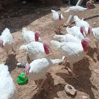 بوقلمون بیوتی