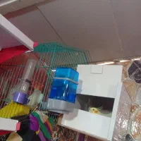 دو جفت عروس هلندی سر حال و ماده روی تخم خوابیده|پرنده|هندیجان, |دیوار