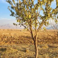 زمین کشاورزی