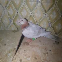 کبوتر