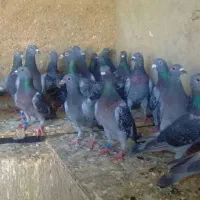 پلاکی