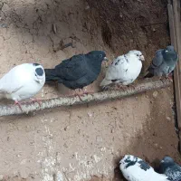 کفتر|پرنده|فاروج, |دیوار