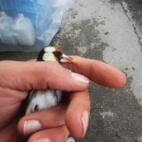 ماده خوب،۲ساله