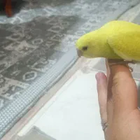 جوجه مرغ عشق