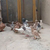 کبوتر هفرمگ رنگی|پرنده|دشتابی, |دیوار