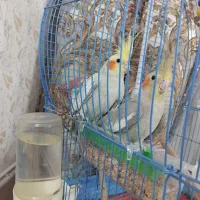 عروس هلندی