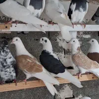 کبوتر پرشی ضمانتی